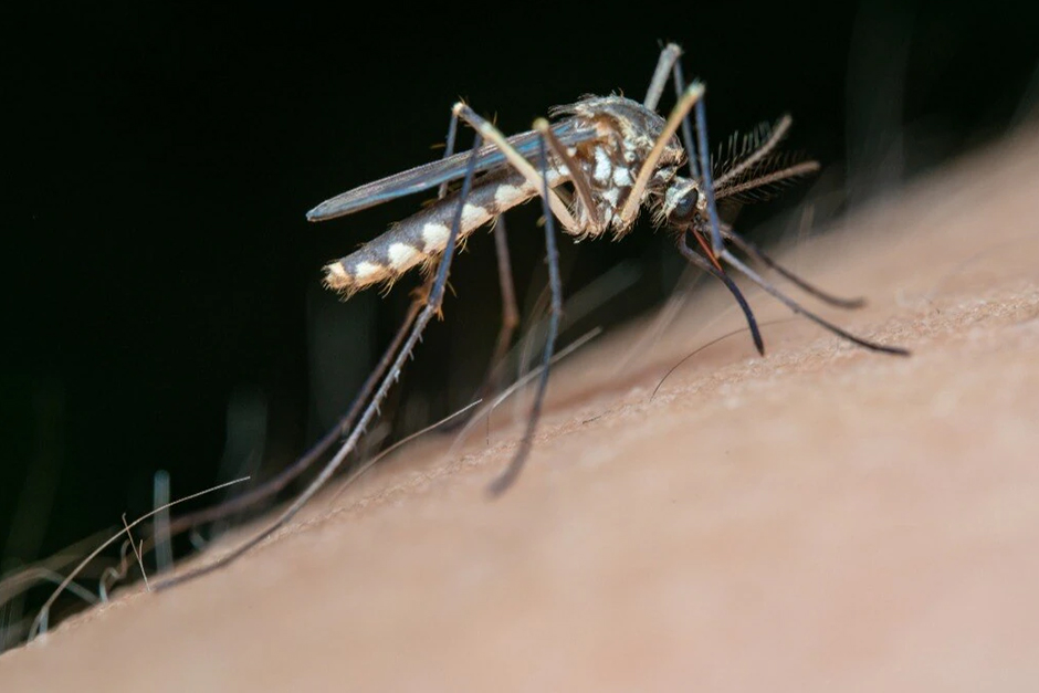 Mosquitoes are out in full force following rainfall