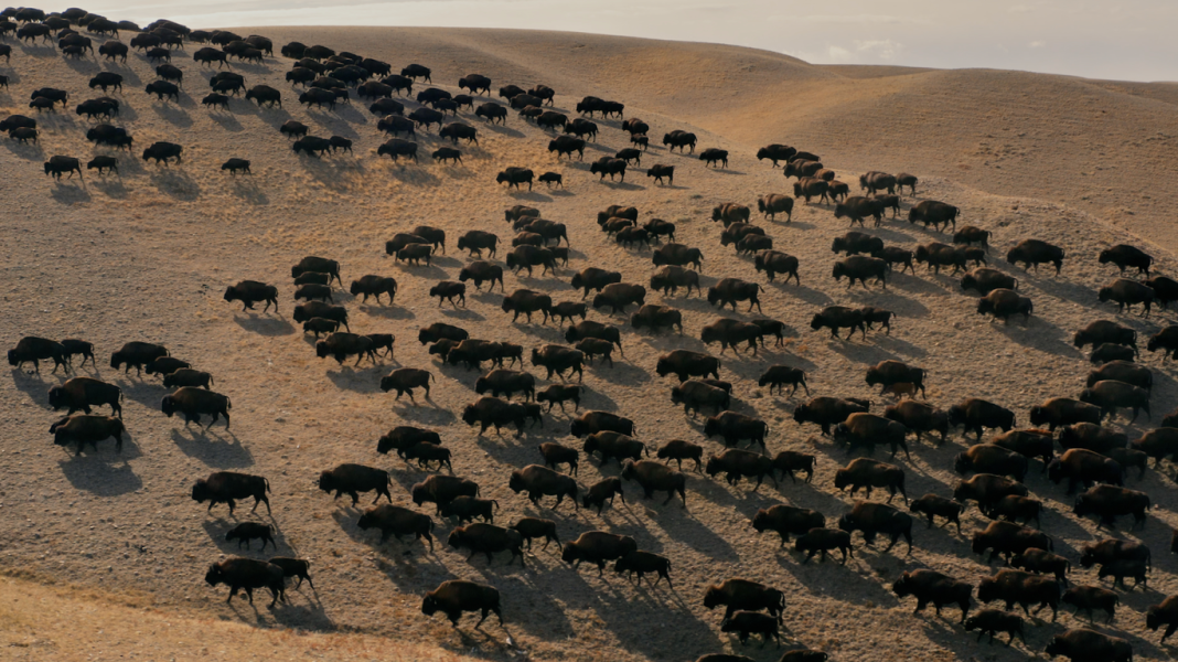 Lily Gladstone narrates a new PBS film about the Blackfeet's decades-long fight to bring buffalo back.