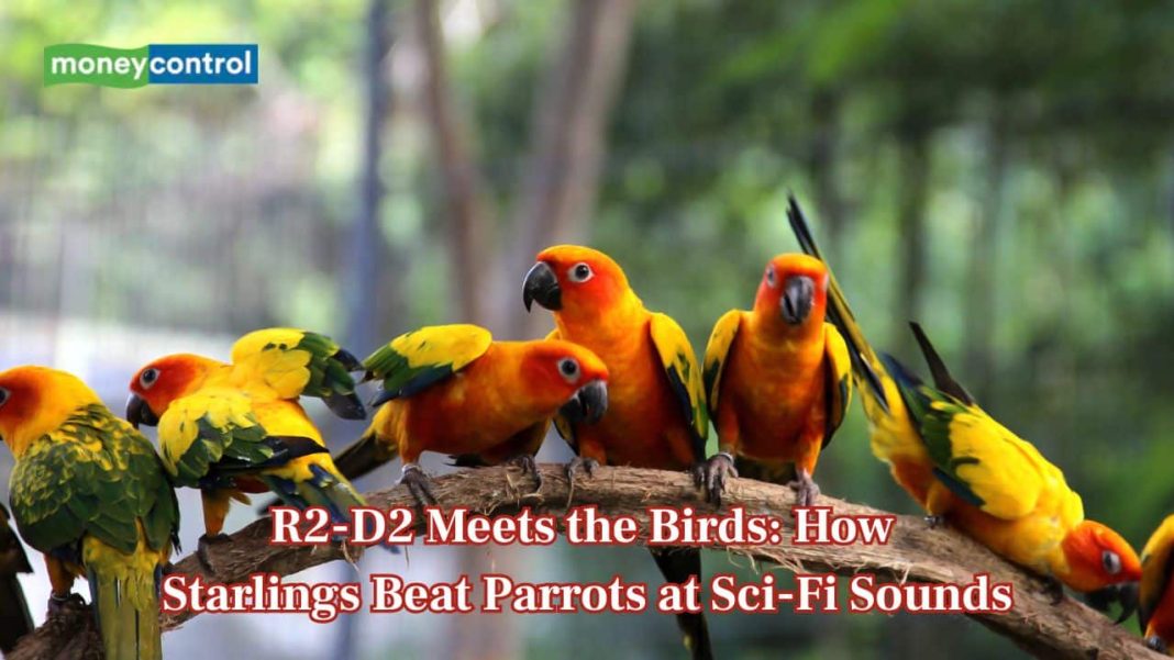 Birds vs Artoo-Detoo: How starlings beat parrots at galactic sound mimicry Birds vs Artoo-Detoo: How starlings beat parrots at galactic sound mimicry