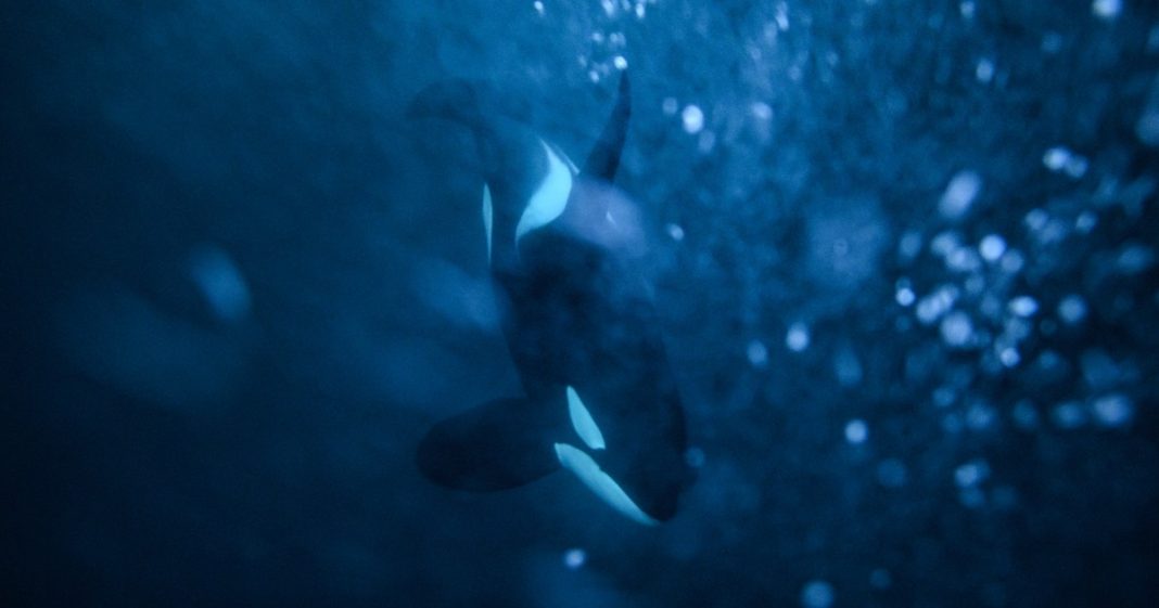 Turns out, orcas hunt great white sharks and eat their livers—and it's all on video. Turns out, orcas hunt great white sharks and eat their livers—and it's all on video.