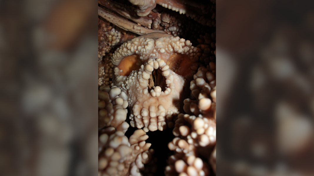 Well-preserved Neanderthal skulls suggest their noses weren't built for warming air.