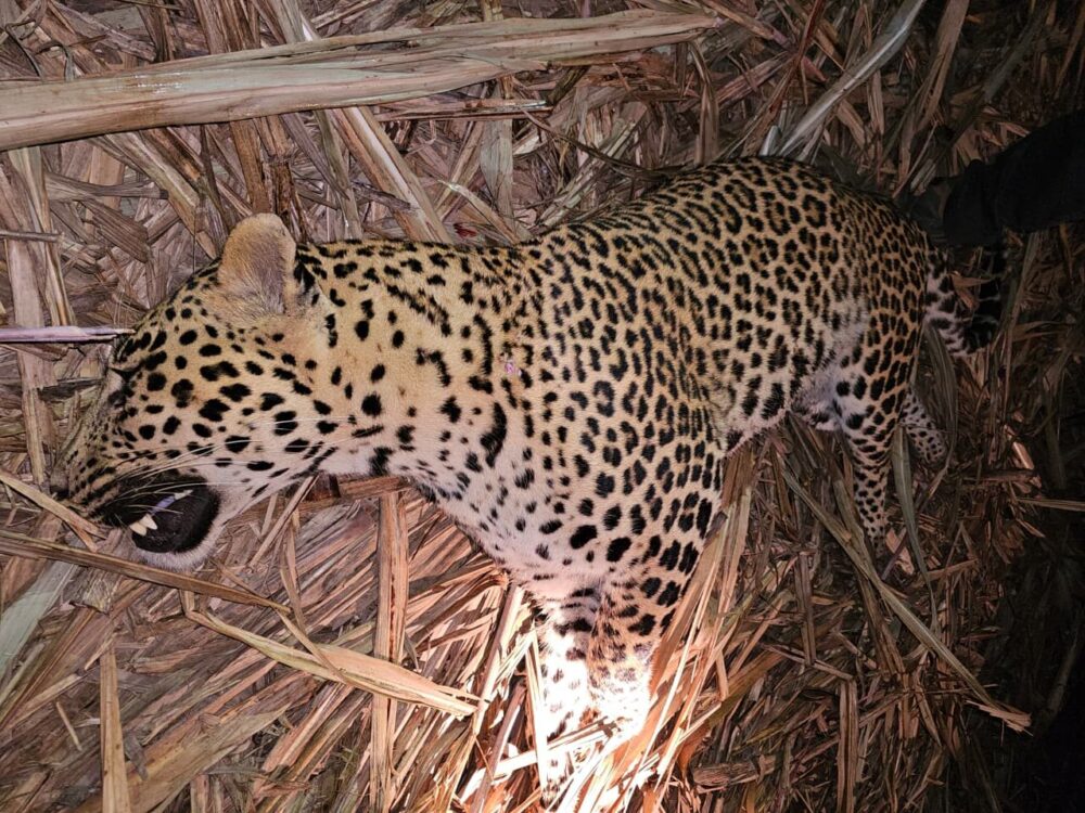 Pune: Leopard Responsible For Three Deaths In Junnar Region Shot Dead Pune: Leopard Responsible For Three Deaths In Junnar Region Shot Dead