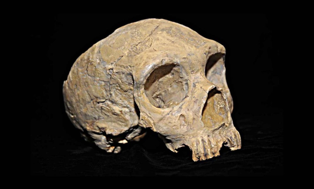 Did Neanderthals Go Extinct? A Controversial New Study Says Maybe Not. Did Neanderthals Go Extinct? A Controversial New Study Says Maybe Not.