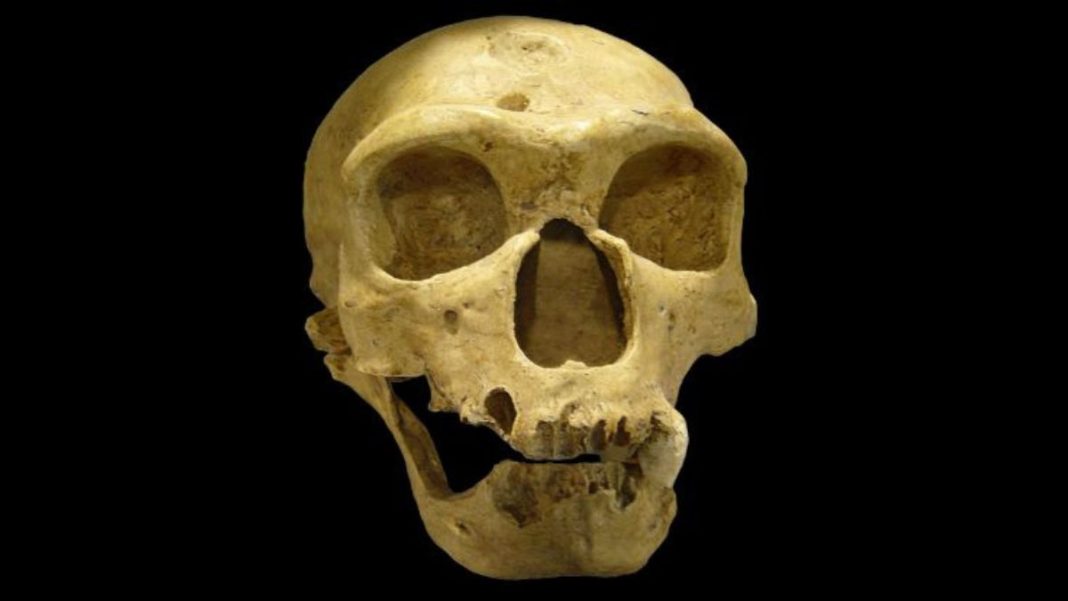 A new study reveals: Neanderthals might not be gone for good. A new study reveals: Neanderthals might not be gone for good.