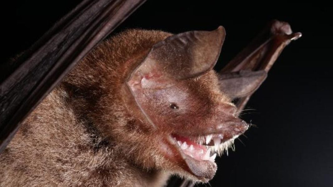 A newly discovered bat virus has a similar trait to the one that let Covid-19 infect us. A newly discovered bat virus has a similar trait to the one that let Covid-19 infect us.