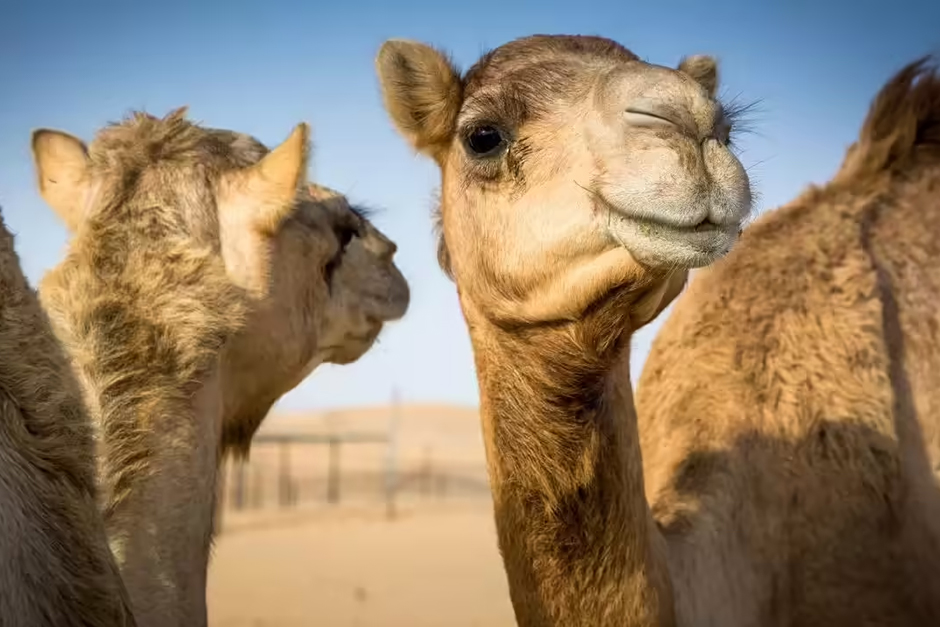 Camels might help stop Alzheimer’s! New research reveals how their tiny antibodies could protect the brain from memory loss