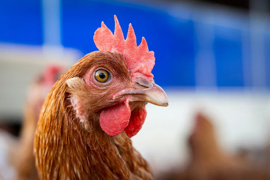 A Washington state person is thought to be the first to die from a rare strain of bird flu. A Washington state person is thought to be the first to die from a rare strain of bird flu.