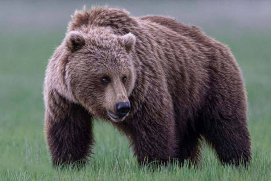 A grizzly bear is loose after attacking a school group in Canada, leaving 11 hurt.