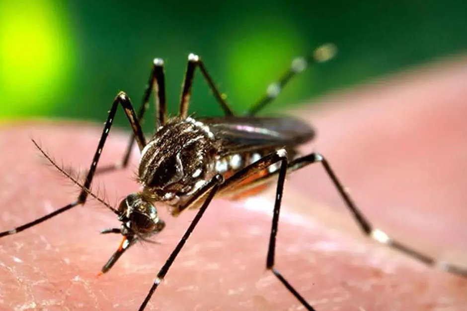 Ludhiana: 80% dengue patients hospitalised, docs flag poor AQI as key cause