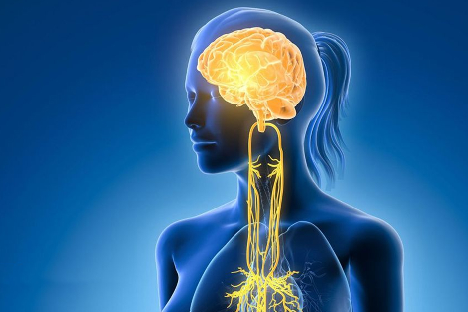 gbnv Ever feel like you need to switch off? Your vagus nerve might be your body’s secret calm button