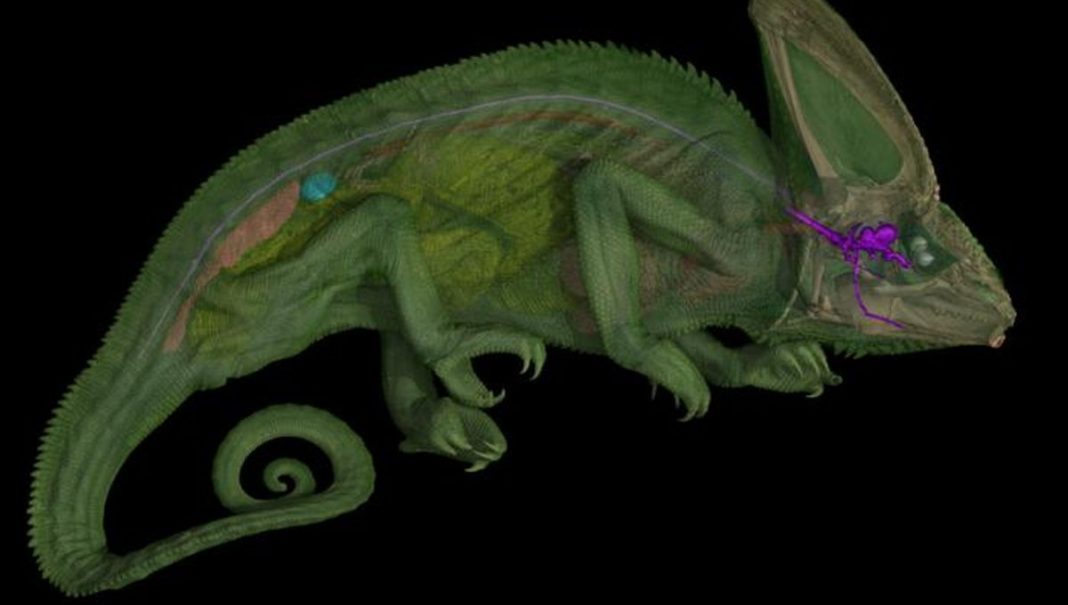 Turns out, this is how chameleons aim their eyes separately. Turns out, this is how chameleons aim their eyes separately.