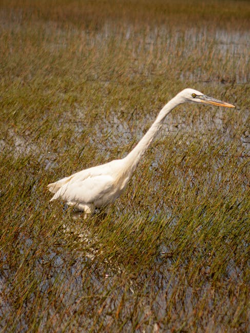 Fireball in Florida sky possible satellite reentry, not meteorite or SpaceX rocket. See images - Florida Today