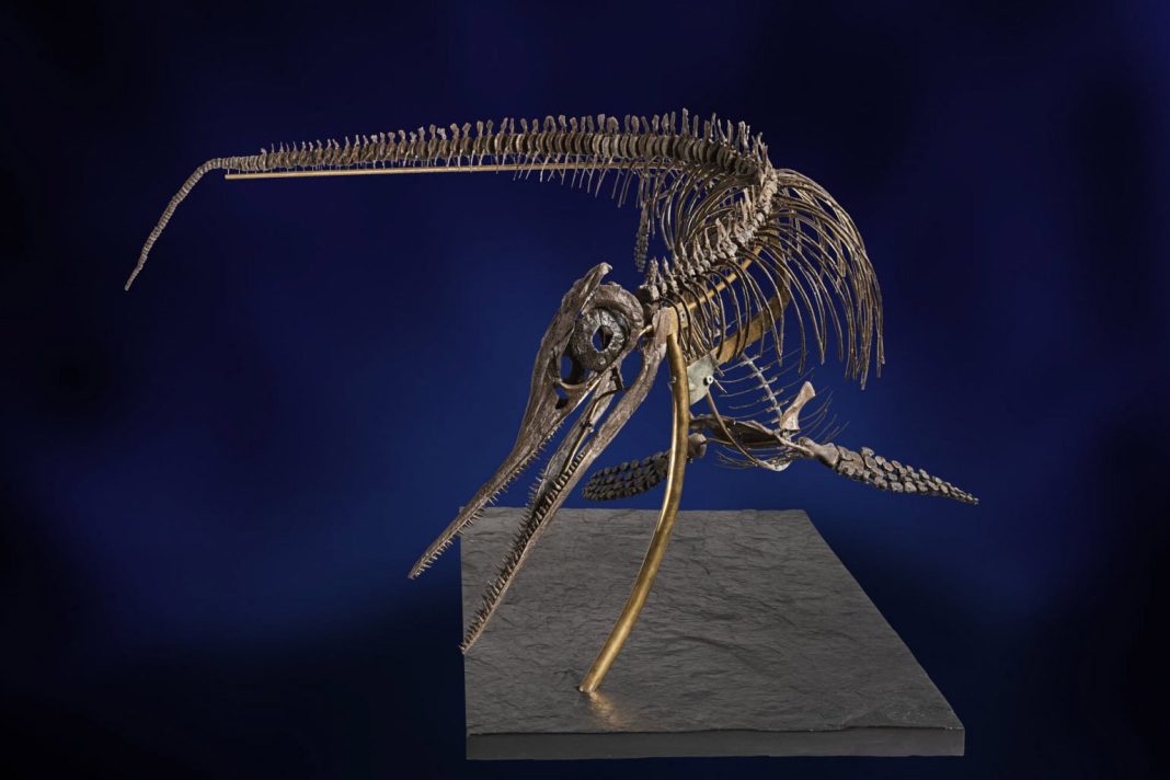 Scientists reveal astonishingly preserved pregnant ichthyosaur fossil shedding light on ancient marine life Scientists reveal astonishingly preserved pregnant ichthyosaur fossil shedding light on ancient marine life