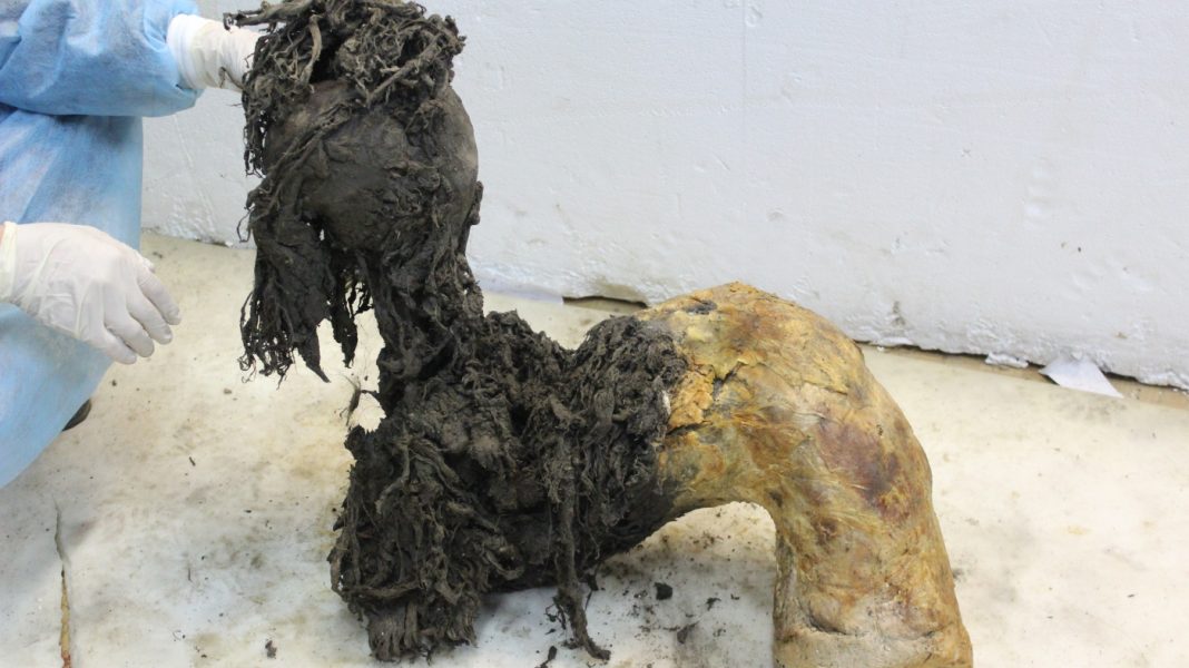 Scientists found ancient RNA in a woolly mammoth. Scientists found ancient RNA in a woolly mammoth.