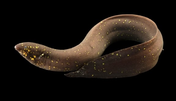 Record-breaking: South American Lungfish genome sequenced with 91 billion DNA base pairs