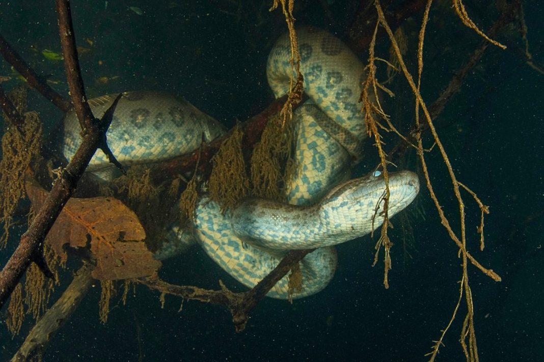 Massive anaconda bones turned up in Venezuela. What did scientists figure out when they put them back together?