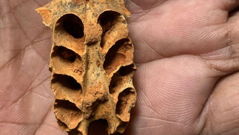 Fossil Bee Nests Uncover a Behavior We've Never Seen