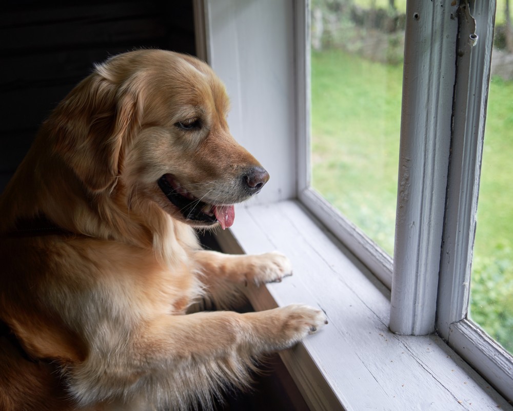 This Golden Retriever's reaction to missing the family photo broke everyone's heart.