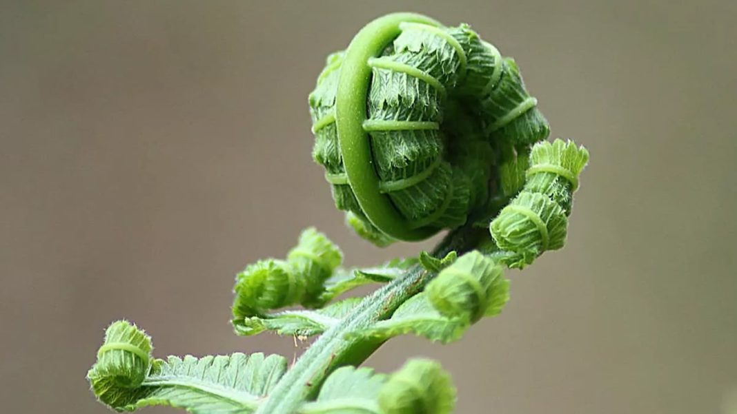 China's remarkable discovery: a fern naturally produces a rare mineral, reshaping the global economy
