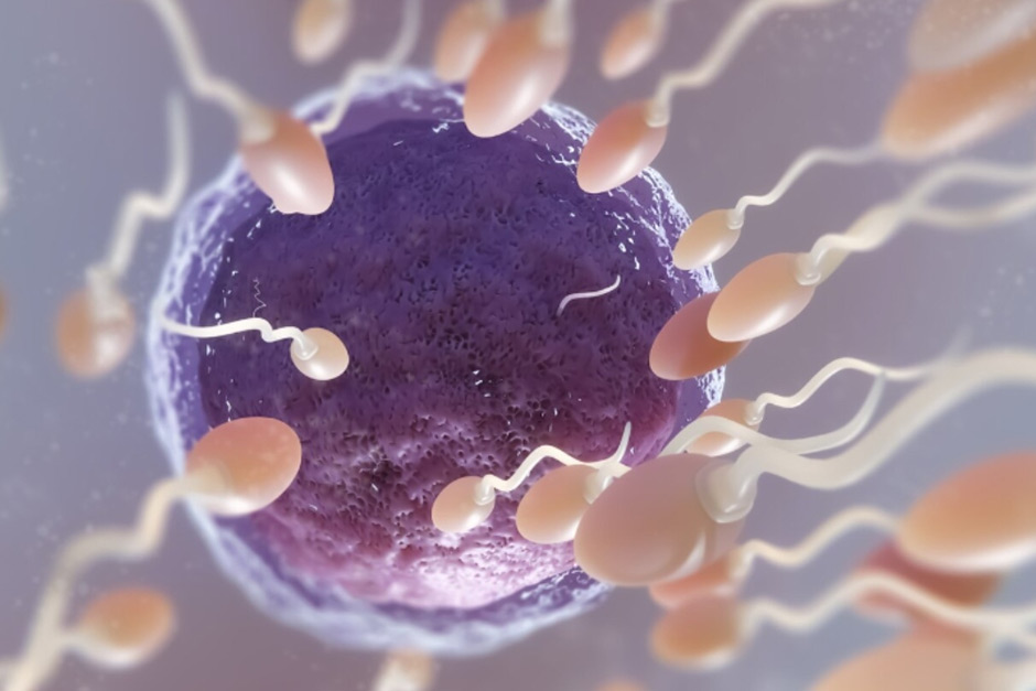 A sperm donor who carried a cancer gene fathered nearly 200 children. A sperm donor who carried a cancer gene fathered nearly 200 children.