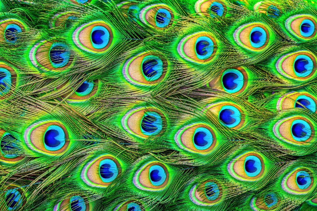 Wait—peacock feathers can emit laser beams? An animal kingdom first!