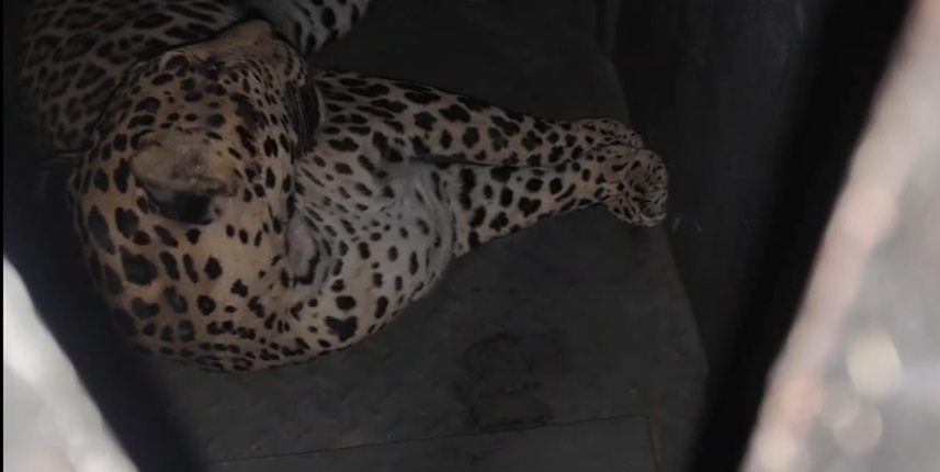 Pune Airport Leopard Captured After Months Pune Airport Leopard Captured After Months