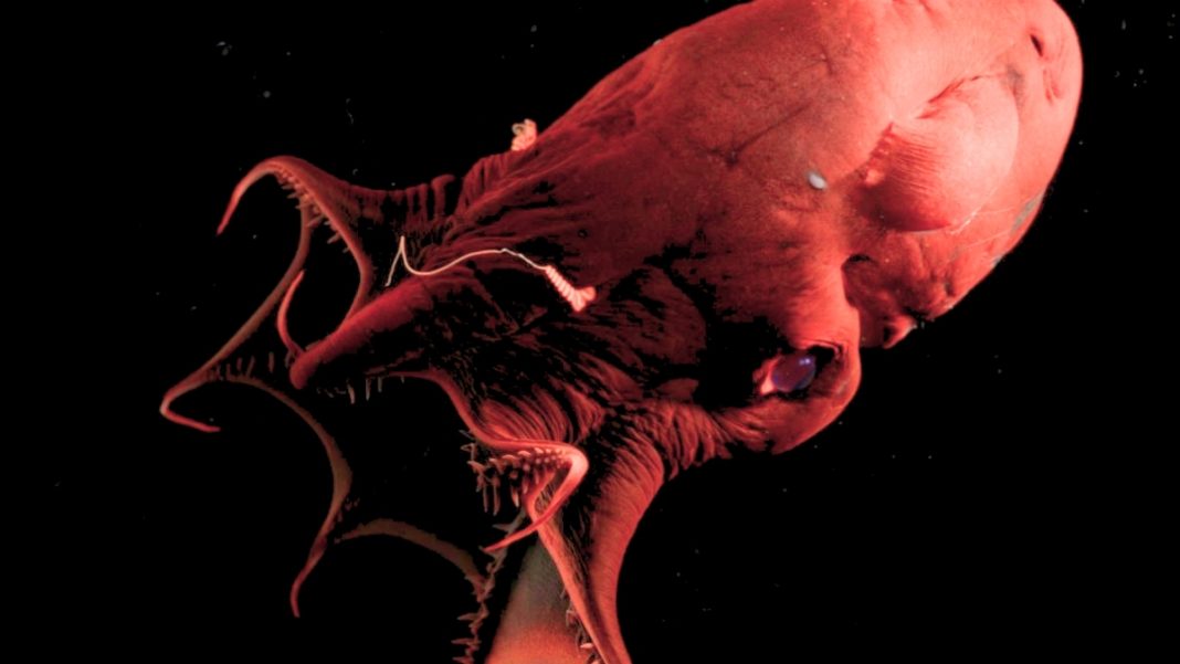 The 'Vampire Squid From Hell' just showed us the ancient roots of octopuses.