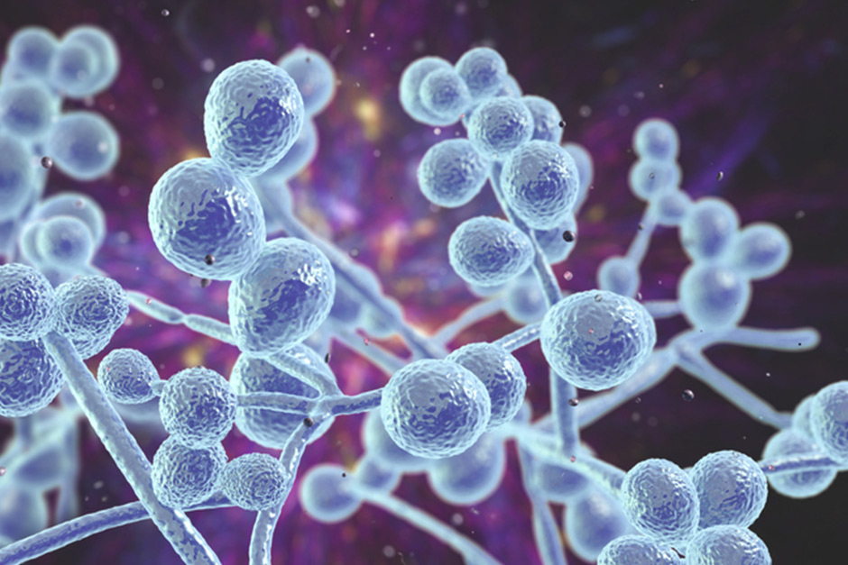 Indian study shows drug-resistant fungus turning more deadly, spreading globally Indian study shows drug-resistant fungus turning more deadly, spreading globally