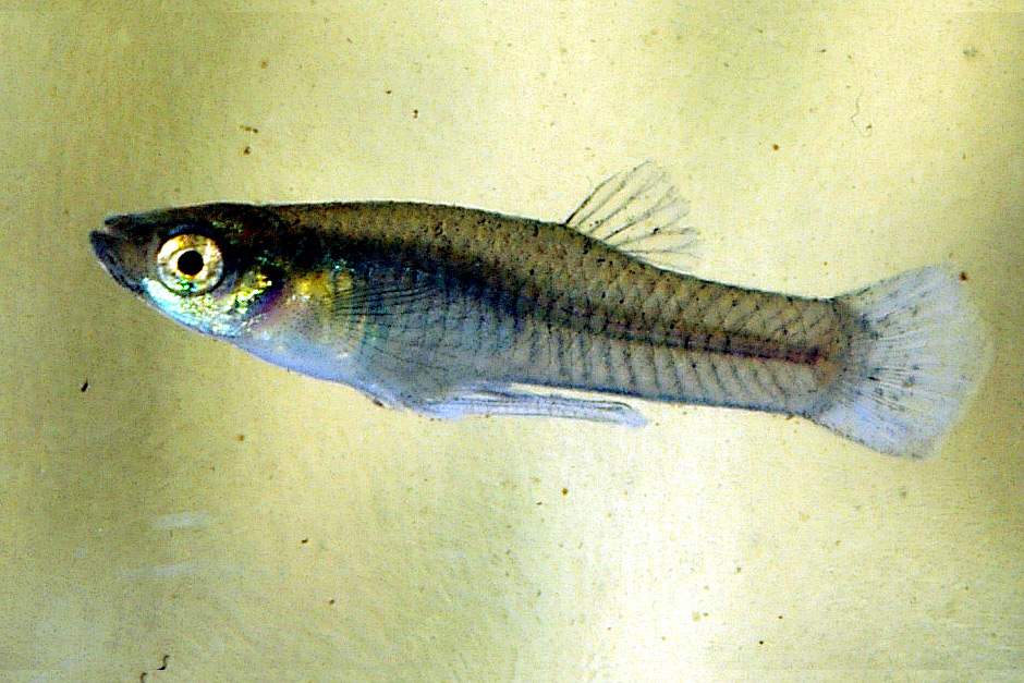 From the Archives, December 4, 1975: A Fish to Control Malaria From the Archives, December 4, 1975: A Fish to Control Malaria