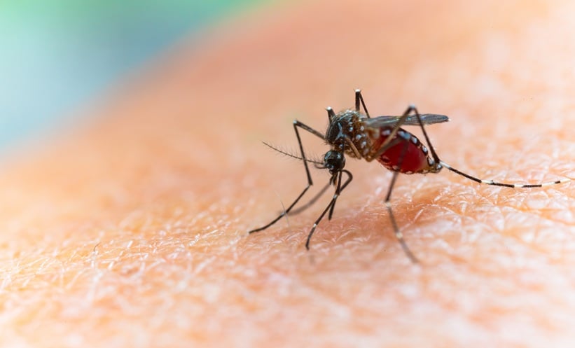 Dengue And Aging Create New Care Challenges