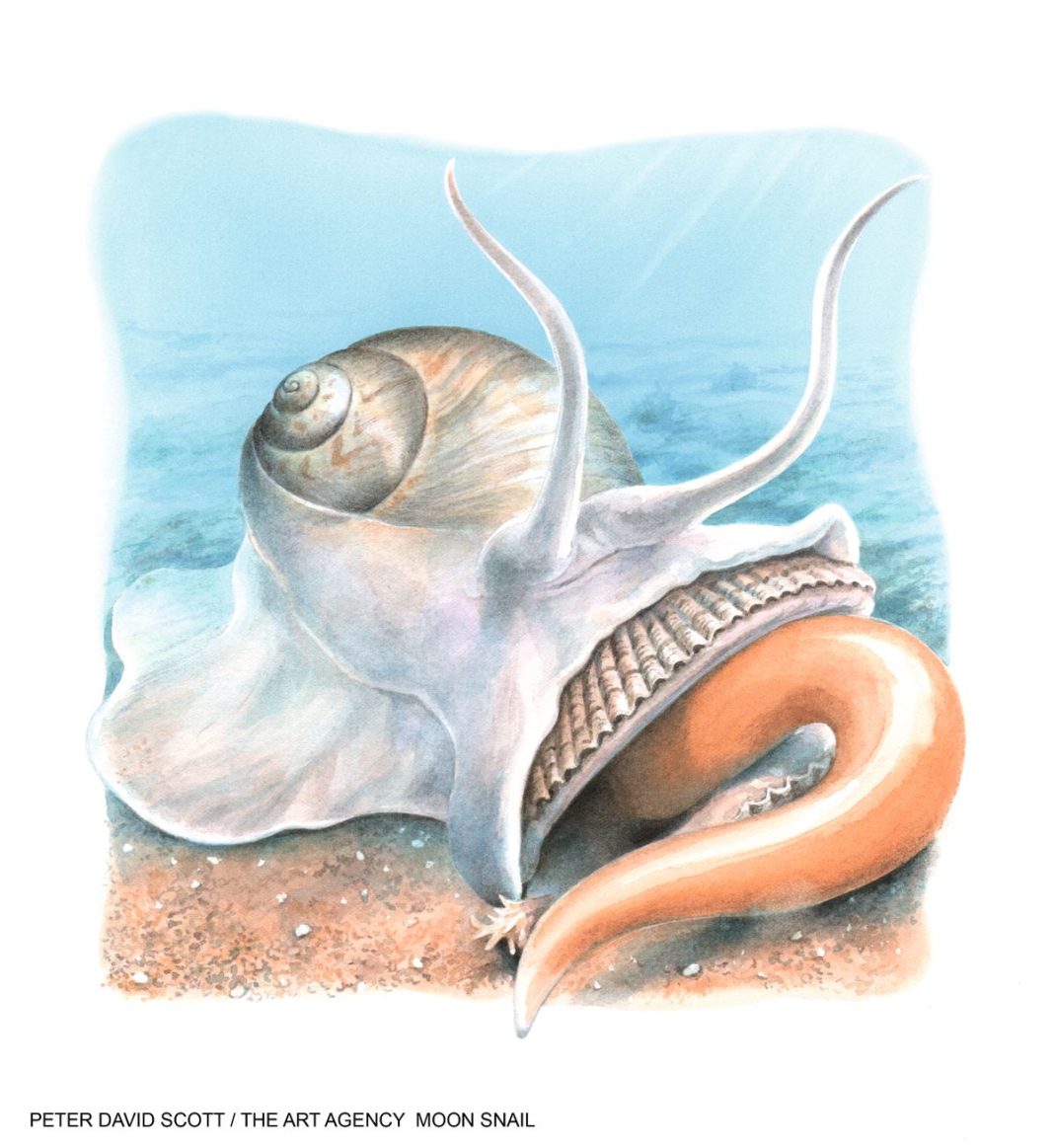 Meet the 'pale pink magic carpet' that's actually a deadly killer, paralyzing and liquidizing its prey.