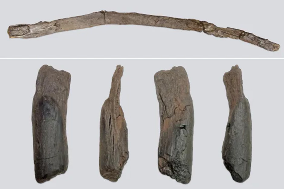 Scientists unearthed the oldest wooden tools in Greece.