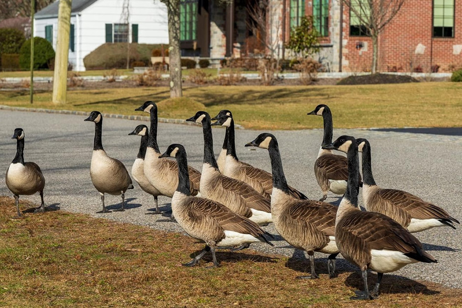 Huntington tells residents to be aware of dead geese near Heckscher Park.