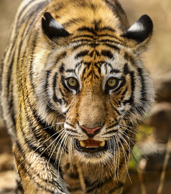 Nora Fatehi has savage response to rumours of affair with T-Series head Bhushan Kumar