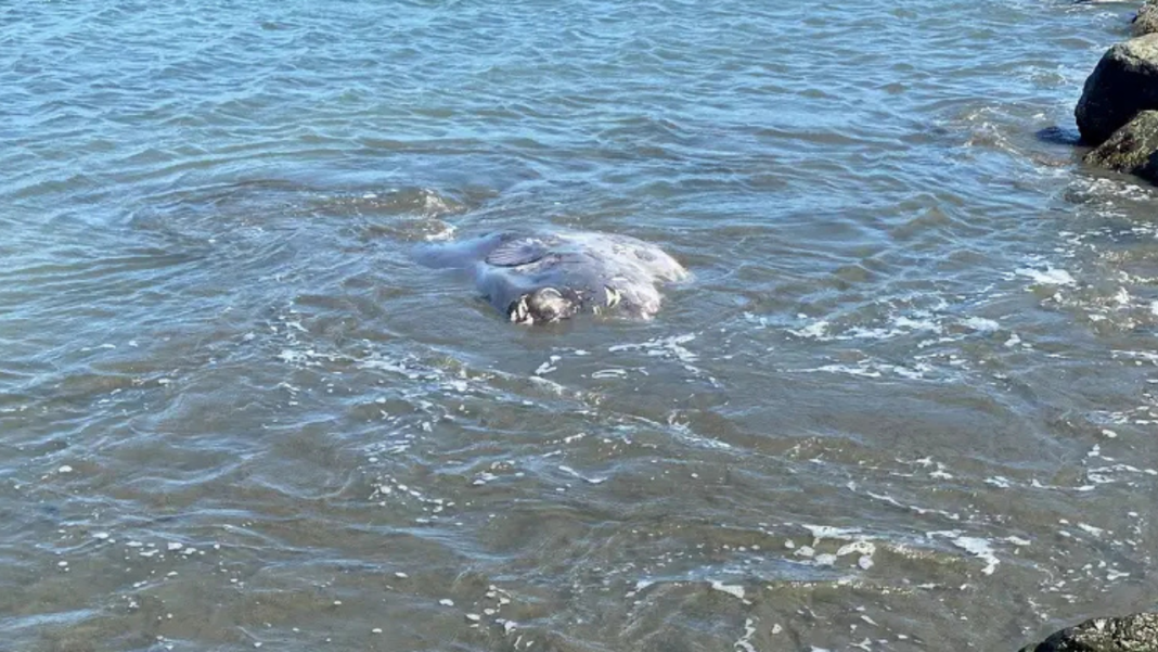 Rare Sea Creature Stuns U.S. Beachgoers After Washing Ashore Rare Sea Creature Stuns U.S. Beachgoers After Washing Ashore
