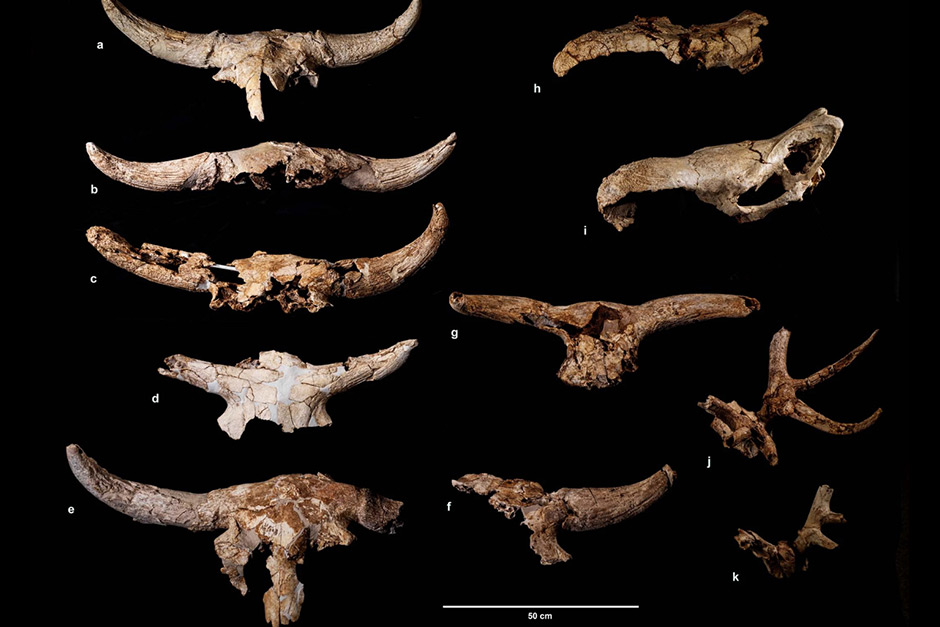 Neanderthals used to collect skulls of horned animals, store them. But why?