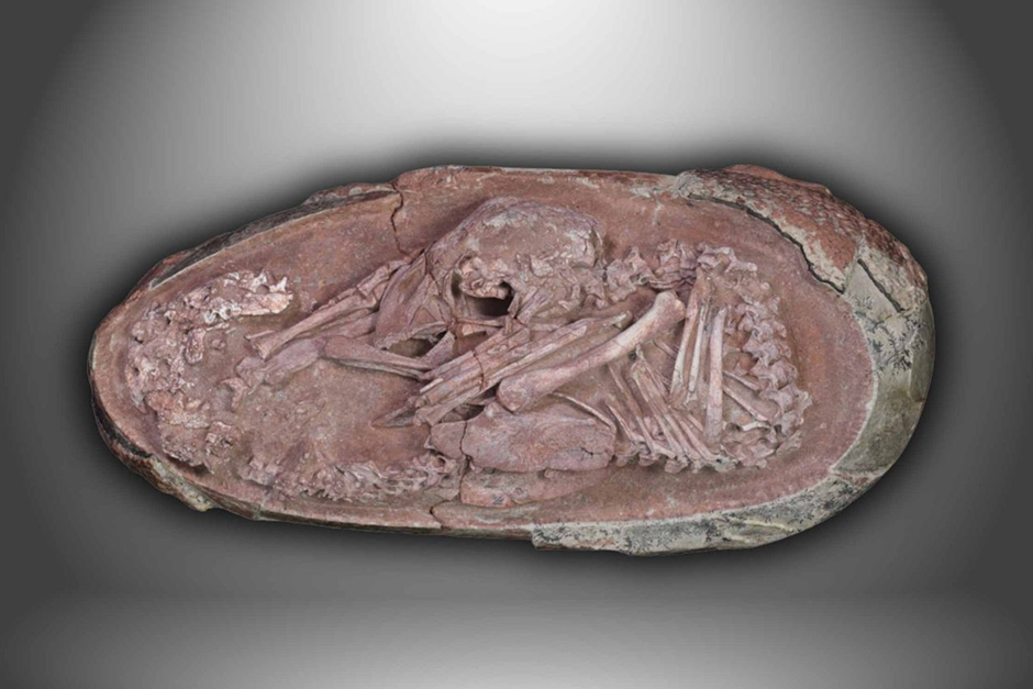 Buried for 68 Million Years, Scientists Just Found a Dinosaur Egg Inside Another Egg