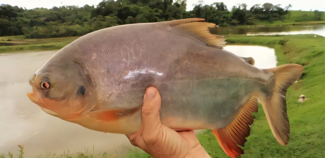 Meet the sustainable food packaging of the future: made from fish skin.