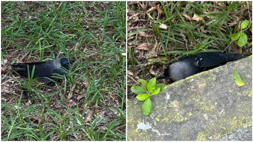 H5N1 outbreak in Chennai, hundreds of crows found dead; government issues advisory