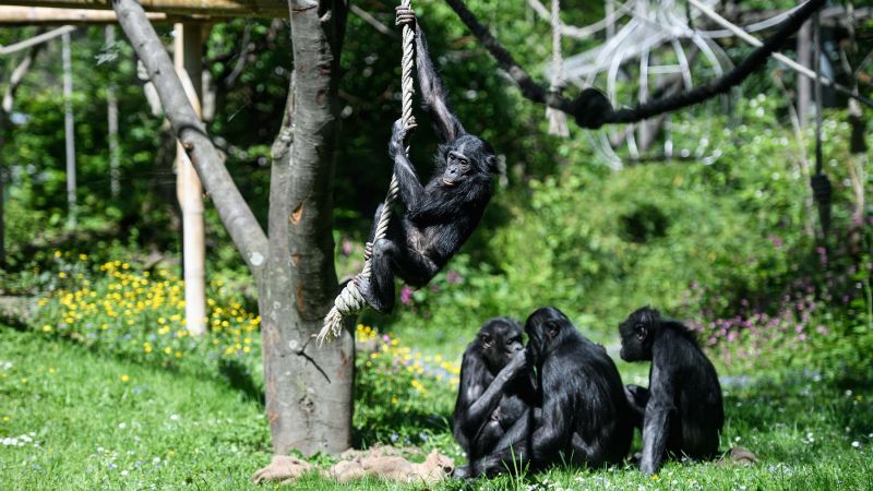 Bonobos play make-believe, just like human children.