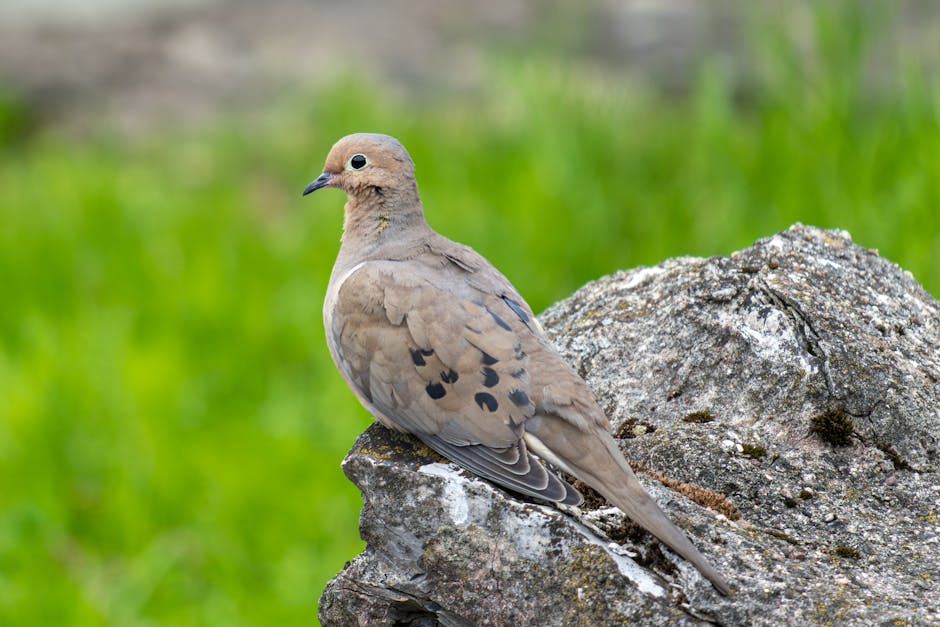 Dow dips 100 points as stocks pull back following the inflation report; silver rallies. Dow dips 100 points as stocks pull back following the inflation report; silver rallies.