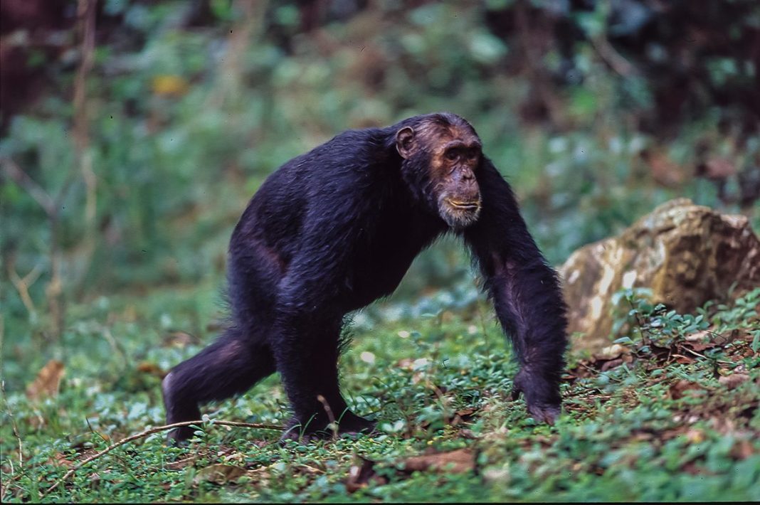 22% of men believe they could beat a chimp! How do humans actually compare to the strongest primates?