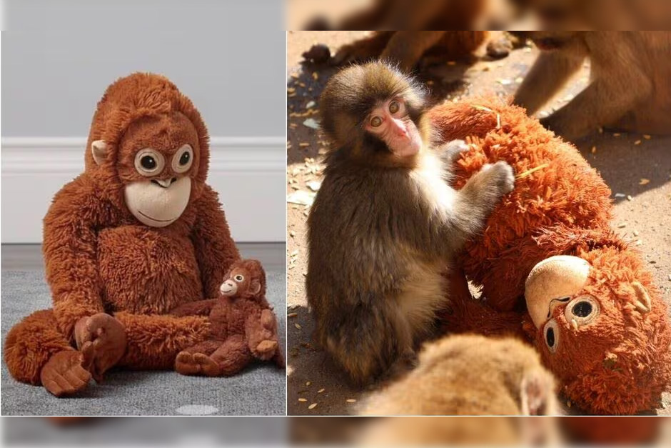 Internet’s favourite monkey Punch made an IKEA plush toy go viral