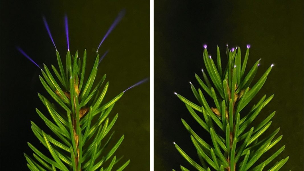 Scientists capture electric sparkles on trees, 100 years after it was theorised