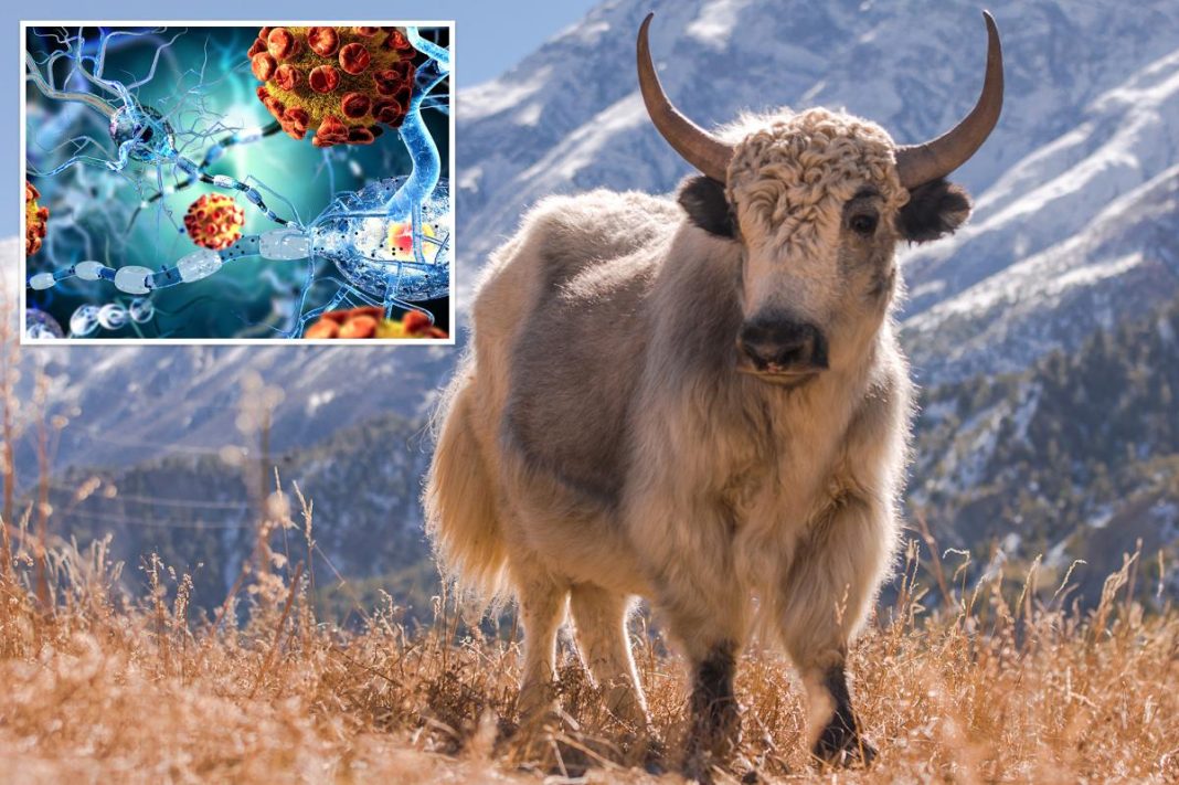 From the Himalayas: Yaks offer surprising new hope for MS treatment, study suggests