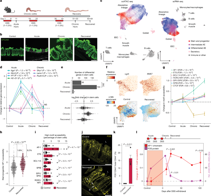 Colitis's epigenetic memory fuels tumor growth Colitis's epigenetic memory fuels tumor growth