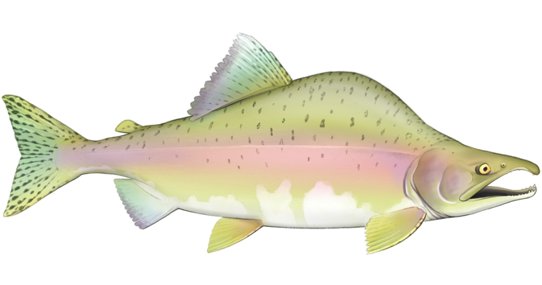 Why pink salmon are beating the climate change odds Why pink salmon are beating the climate change odds