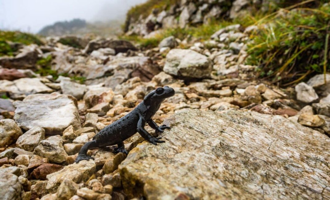 Prehistoric Salamander Relative's Bizarre Jaw Baffles Scientists