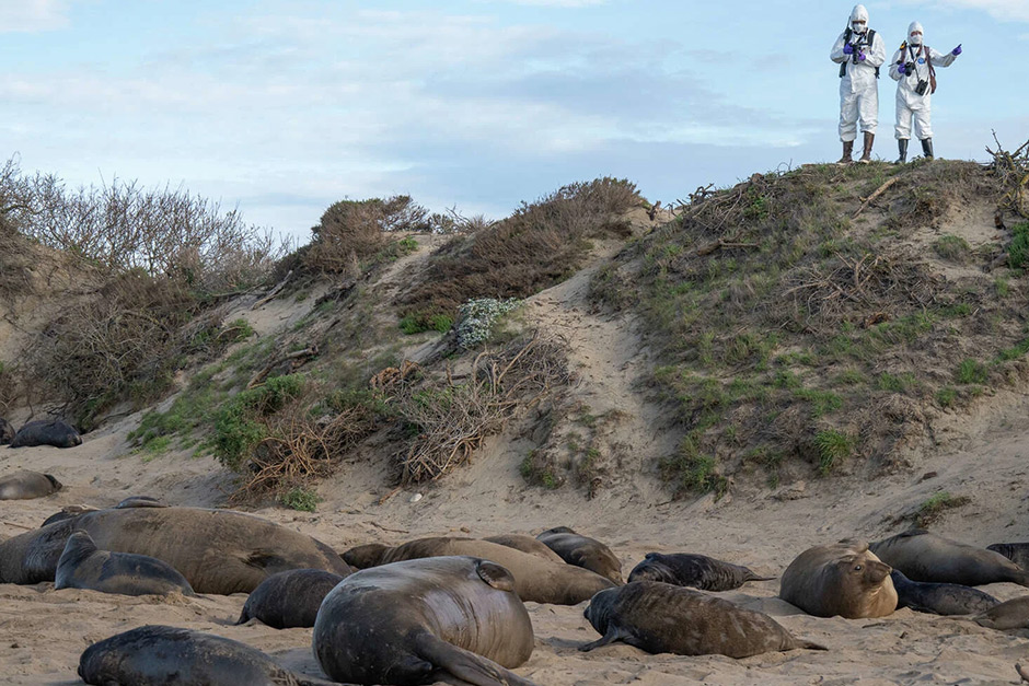 A deadly virus outbreak at a Bay Area state park has spread to nearby beaches.