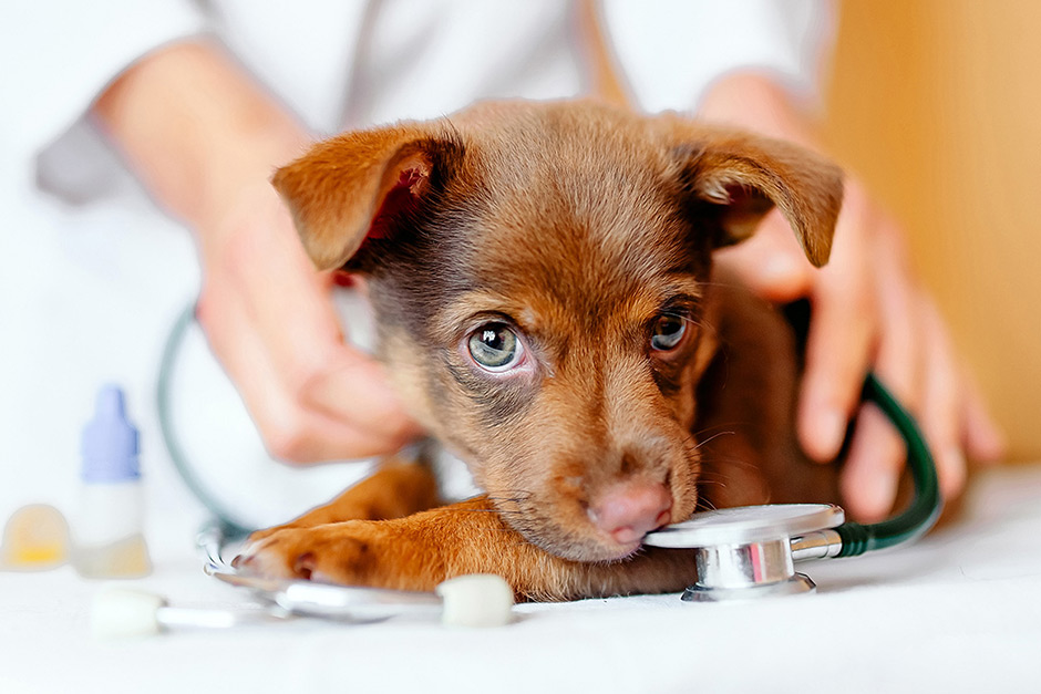 Aussie Vets Advise: Five Dog Vaccinations You Can’t Skip